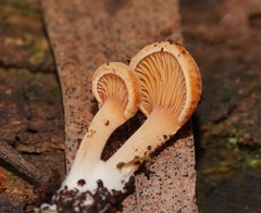 Panellus ligulatus