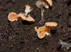 Panellus ligulatus