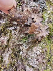 Peltigera phyllidiosa