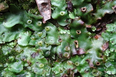 Marchantia paleacea
