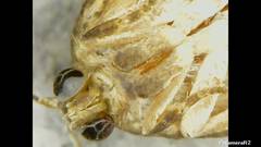 Tortricidae