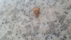 Tortricidae