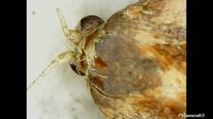 Tortricidae