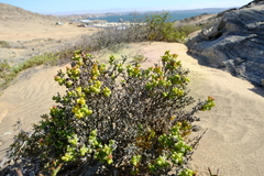 Eberlanzia