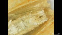 Tortricidae