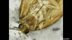 Tortricidae