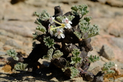 Pelargonium crassicaule