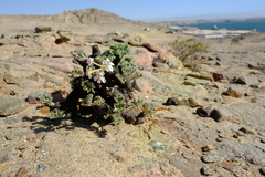 Pelargonium crassicaule