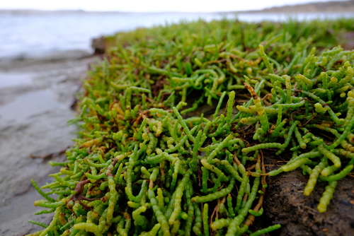 Salicornia tegetaria image