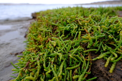 Image of Salicornia tegetaria