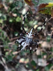 Araneus diadematoides
