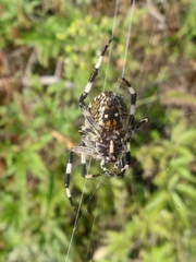 Araneus diadematoides