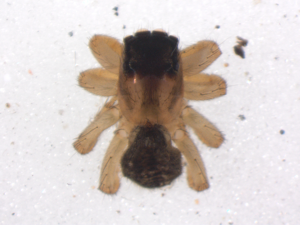 Thyenula armata