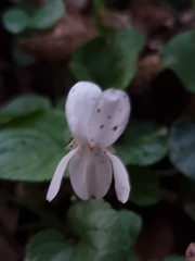 Viola odorata
