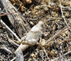 Cibolacris parviceps