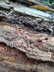 Cribraria argillacea