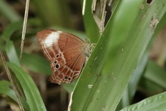 Abisara geza