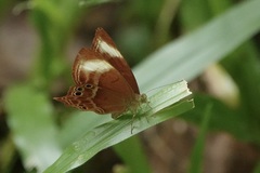 Abisara geza