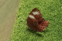 Abisara geza