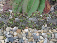 Verbascum gnaphalodes