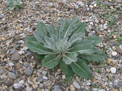 Verbascum gnaphalodes