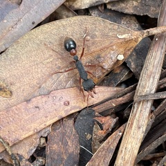 Myrmecia esuriens