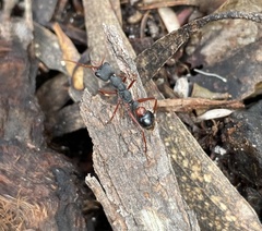 Myrmecia esuriens