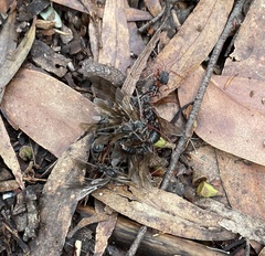 Myrmecia esuriens