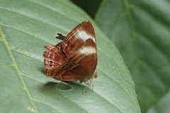 Abisara geza