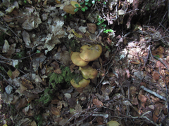 Cortinarius canarius