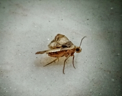 Pyralis pictalis