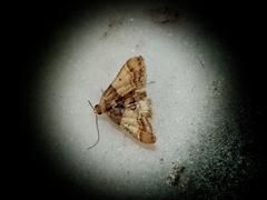 Pyralis pictalis