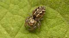 Dendryphantes