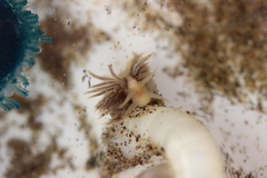 Fiona pinnata