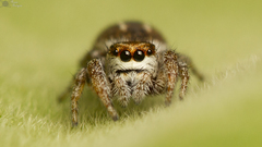 Dendryphantes