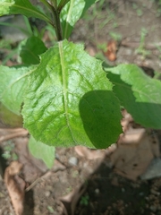 Pluchea indica
