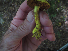 Cortinarius canarius
