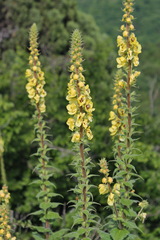 Verbascum spectabile