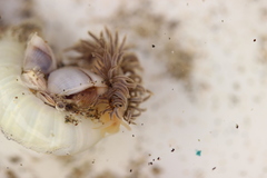 Fiona pinnata