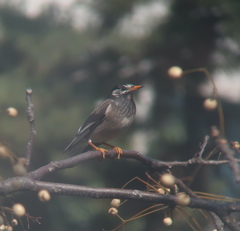 Spodiopsar cineraceus