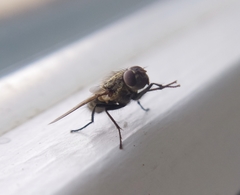 Pollenia rudis