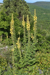 Verbascum spectabile