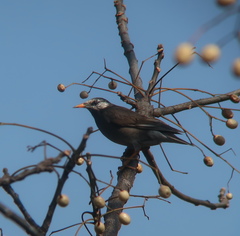 Spodiopsar cineraceus