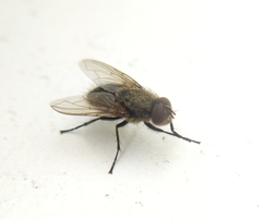Pollenia rudis