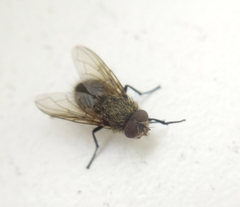 Pollenia rudis