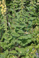 Verbascum spectabile
