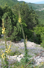 Verbascum spectabile
