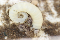 Fiona pinnata