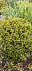 Serruria glomerata × villosa
