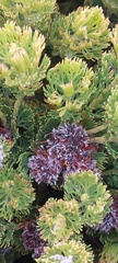 Serruria glomerata × villosa